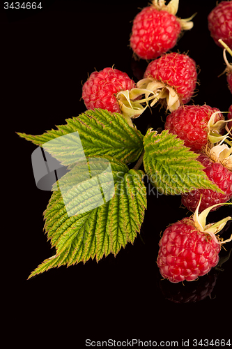 Image of Fresh raspberries