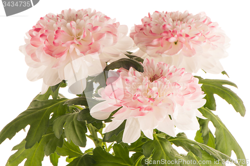 Image of Beautiful Chrysanthemum flowers 