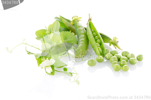 Image of Fresh green pea pod