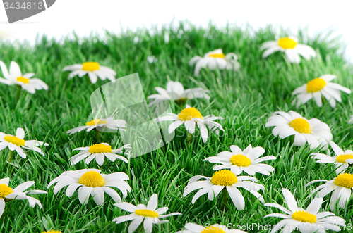 Image of Daisies on grass