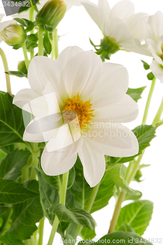 Image of white dahlia