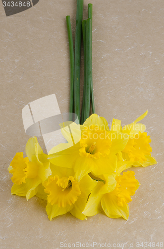 Image of Jonquil flowers