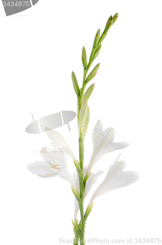 Image of Lilies