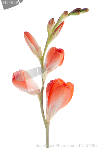 Image of Orange lilies