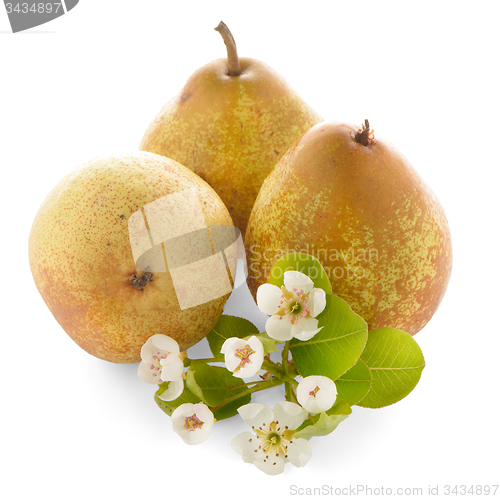 Image of Three ripe pears