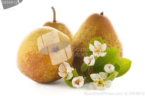 Image of Three ripe pears