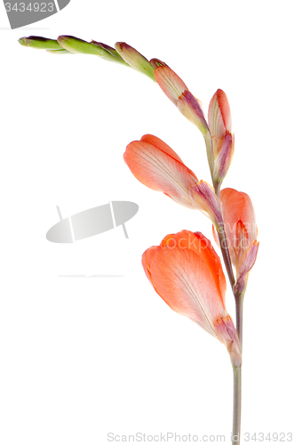 Image of Orange lilies