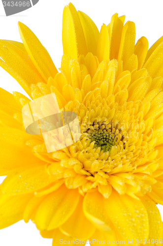 Image of Yellow gerbera daisy flower