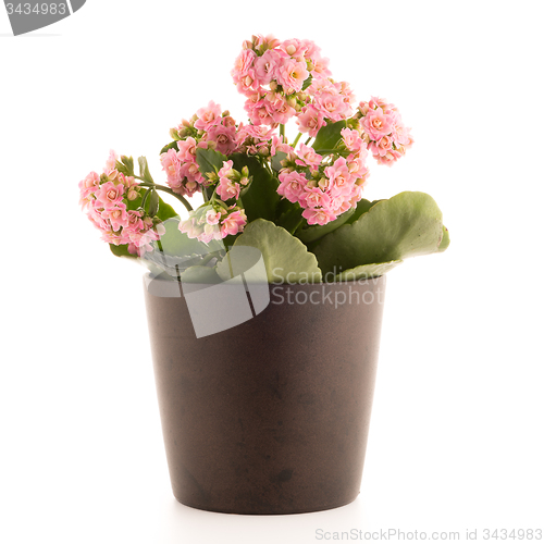 Image of Kalanchoe Calandiva flowers