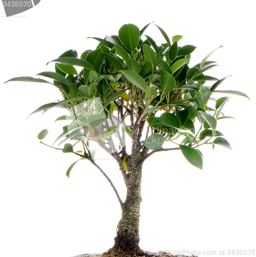 Image of Chinese green bonsai tree