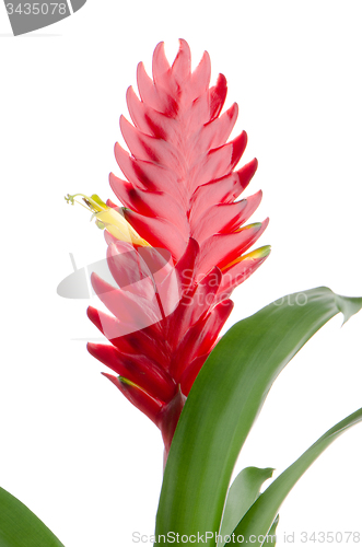 Image of Bromelia Flower
