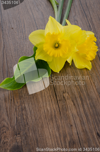 Image of Jonquil flowers