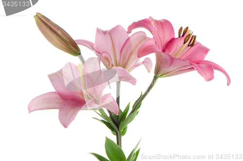 Image of Pink lilies