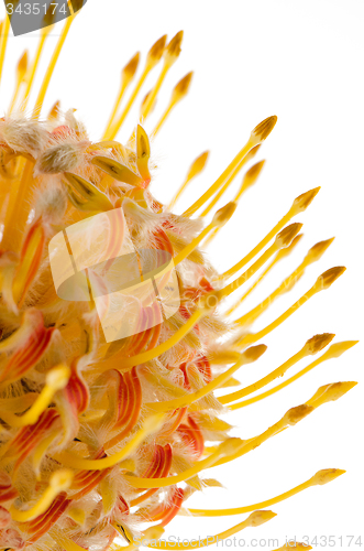 Image of Pincushion Protea