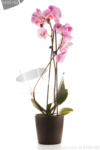 Image of Beautiful pink orchid in a flowerpot
