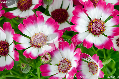 Image of Beautiful pink flowers and green grass