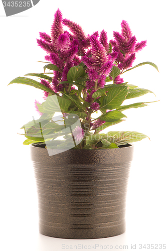 Image of Cockscomb celosia spicata plant