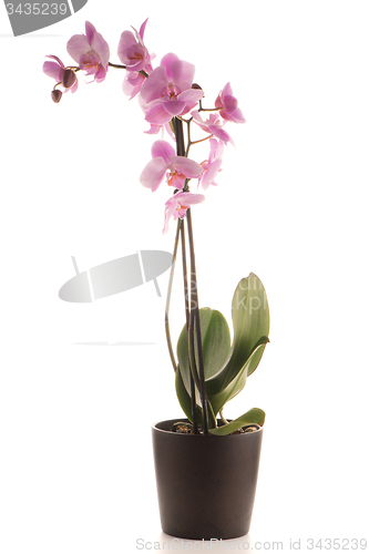 Image of Beautiful pink orchid in a flowerpot