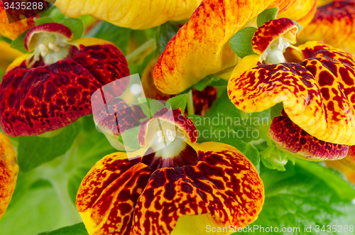 Image of Closeup of yellow and red calceolarua flowers