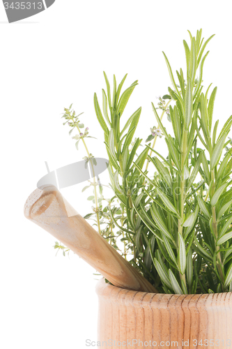 Image of Green herb leafs 