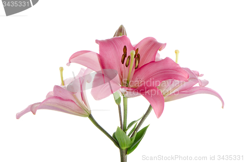 Image of Pink lilies