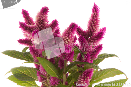 Image of Cockscomb celosia spicata plant