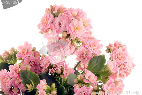 Image of Kalanchoe Calandiva flowers