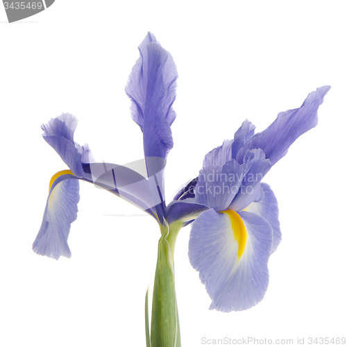 Image of Purple lily flower