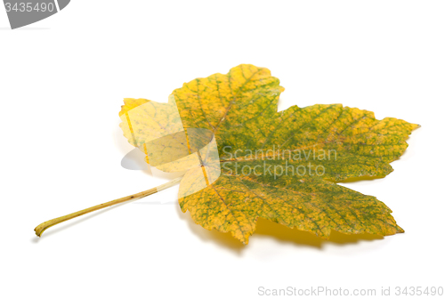 Image of Autumn maple-leaf isolated on white background