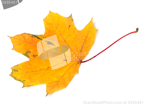 Image of Yellow autumn maple-leaf on white background