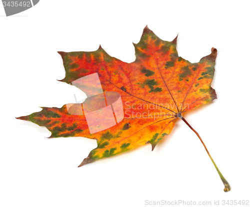 Image of Multicolor autumn maple-leaf isolated on white background