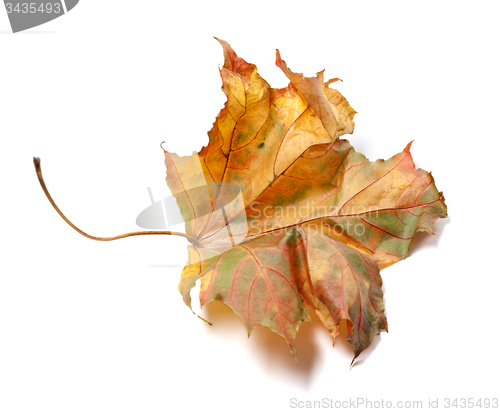 Image of Autumn dry maple-leaf on white background