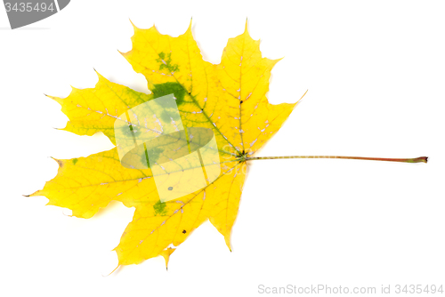 Image of Yellow autumn maple-leaf