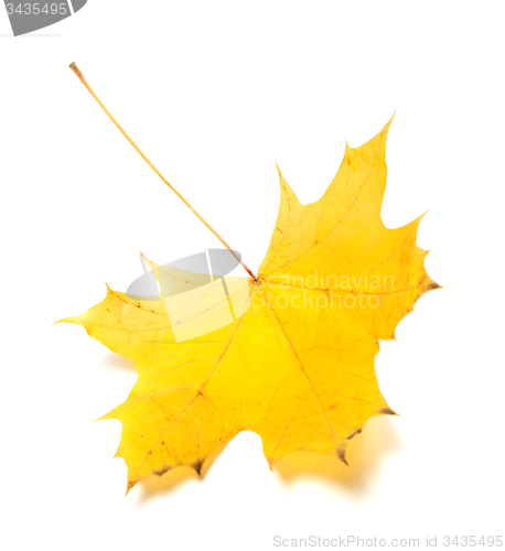 Image of Yellow autumn maple-leaf. Isolated on white background