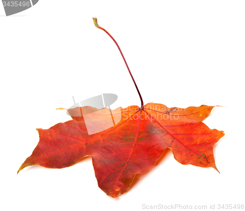 Image of Red autumn maple leaf on white background