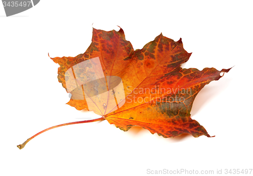 Image of Autumn maple-leaf