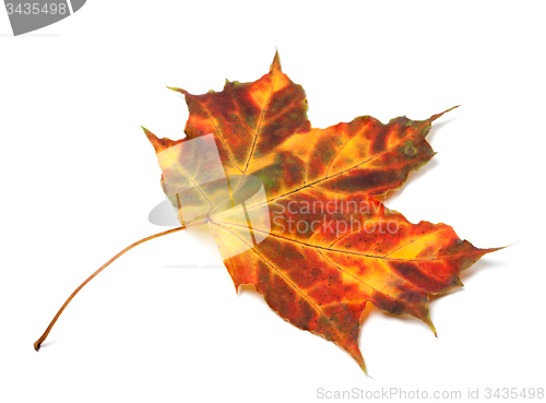 Image of Multicolor autumnal maple leaf