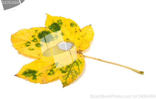 Image of Autumn maple leaf with hole