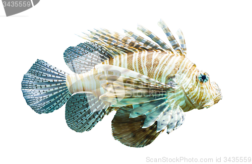 Image of Pterois volitans, Lionfish - Isolated on white