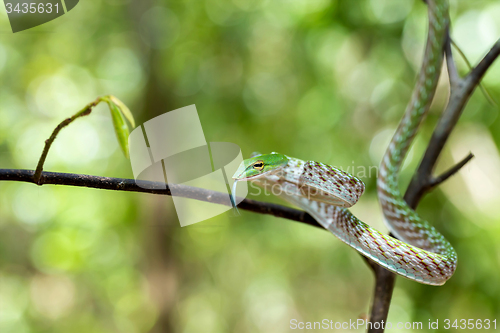 Image of Asian Vine Snake (Ahaetulla prasina)