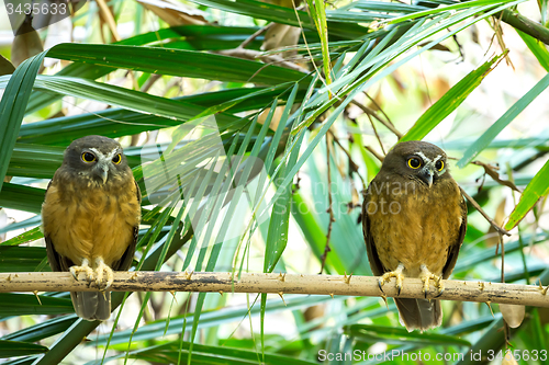 Image of Ochre-bellied Boobook (Ninox ochracea) in Sulawesi