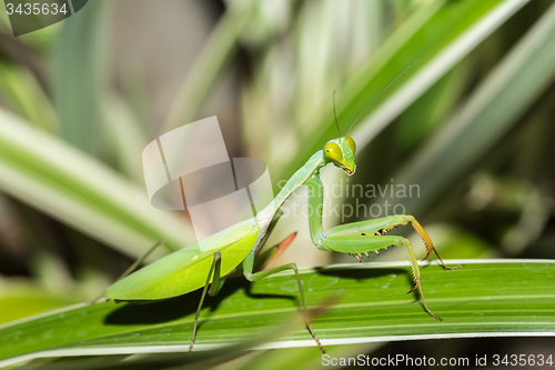 Image of praying mantis on leaf, Sulawesi, Indonesia