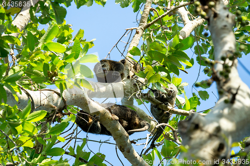 Image of Endemic Sulawesi Cuscus bear on the tree