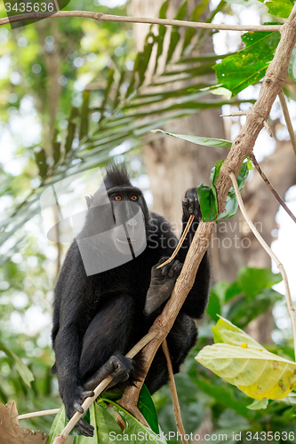 Image of Celebes crested macaque, Sulawesi, Indonesia