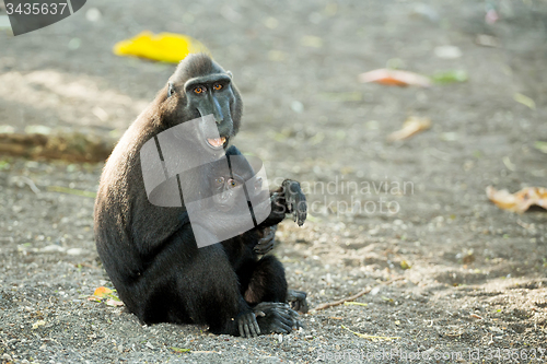 Image of portrait of Celebes crested macaque, Sulawesi, Indonesia