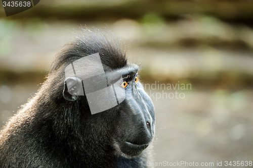 Image of portrait of Celebes crested macaque, Sulawesi, Indonesia