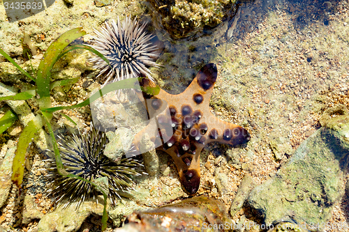 Image of Sea Urchin and Starfish on the sea bed