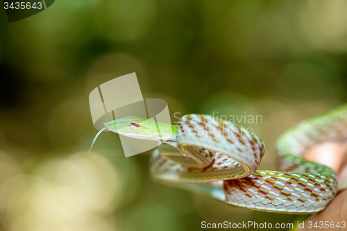 Image of Asian Vine Snake (Ahaetulla prasina)