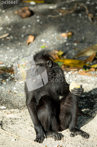 Image of portrait of Celebes crested macaque, Sulawesi, Indonesia