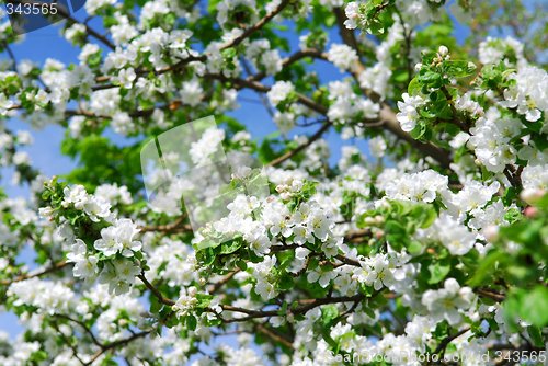 Image of Apple blossom